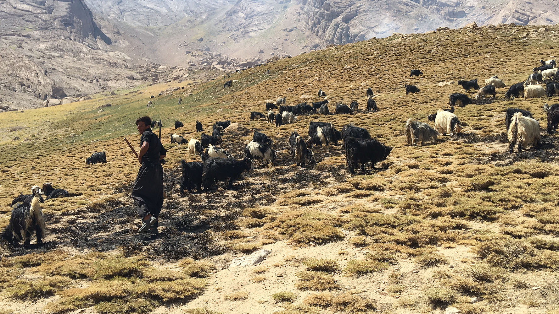 Berger de chèvre zagros 