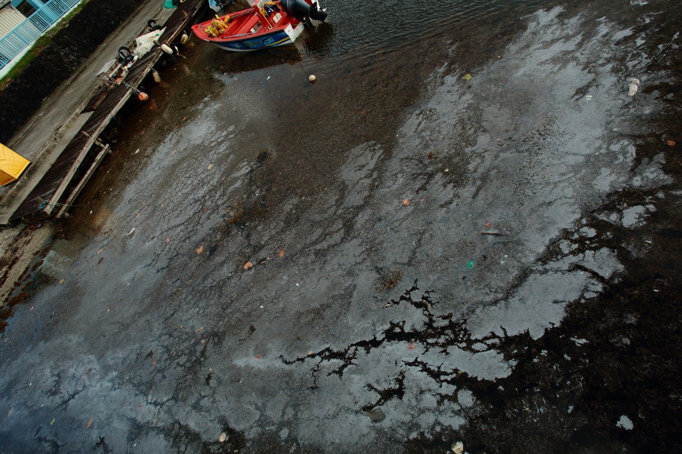 Biofilm bactérien en surface d’échouages de sargasses dans le port de pêche du Marigot, Martinique. ©  Pascal-Jean Lopez