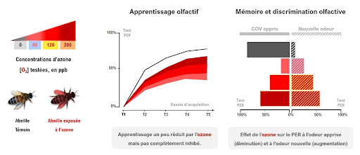 Effets de l’ozone sur les capacités d’apprentissage, de rappel et de discrimination olfactive sur l’abeille domestique, Apis mellifera. Crédits : Fabien Démares.