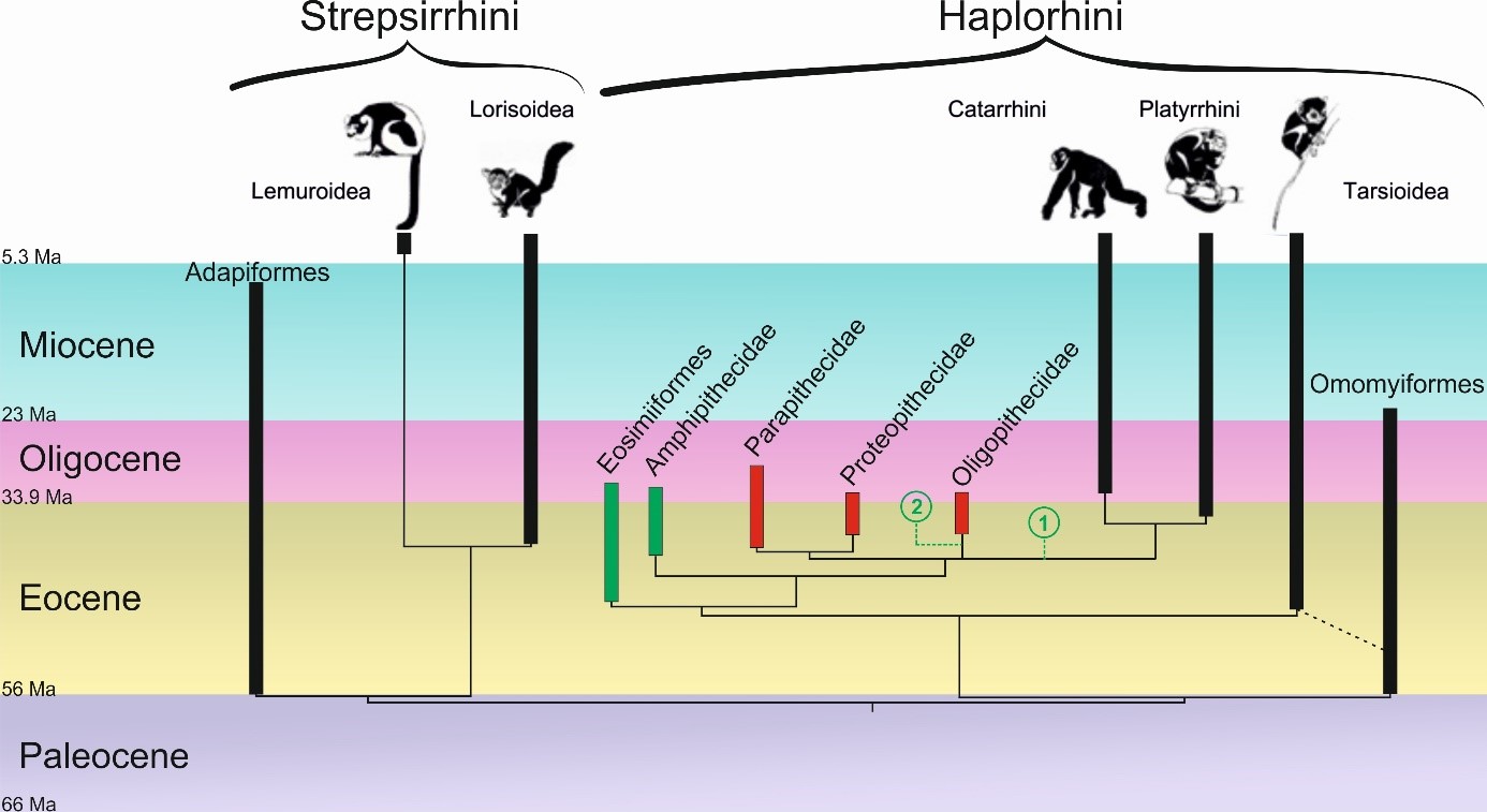 Arbre simplifié présentant les relations de parenté au sein des primates 