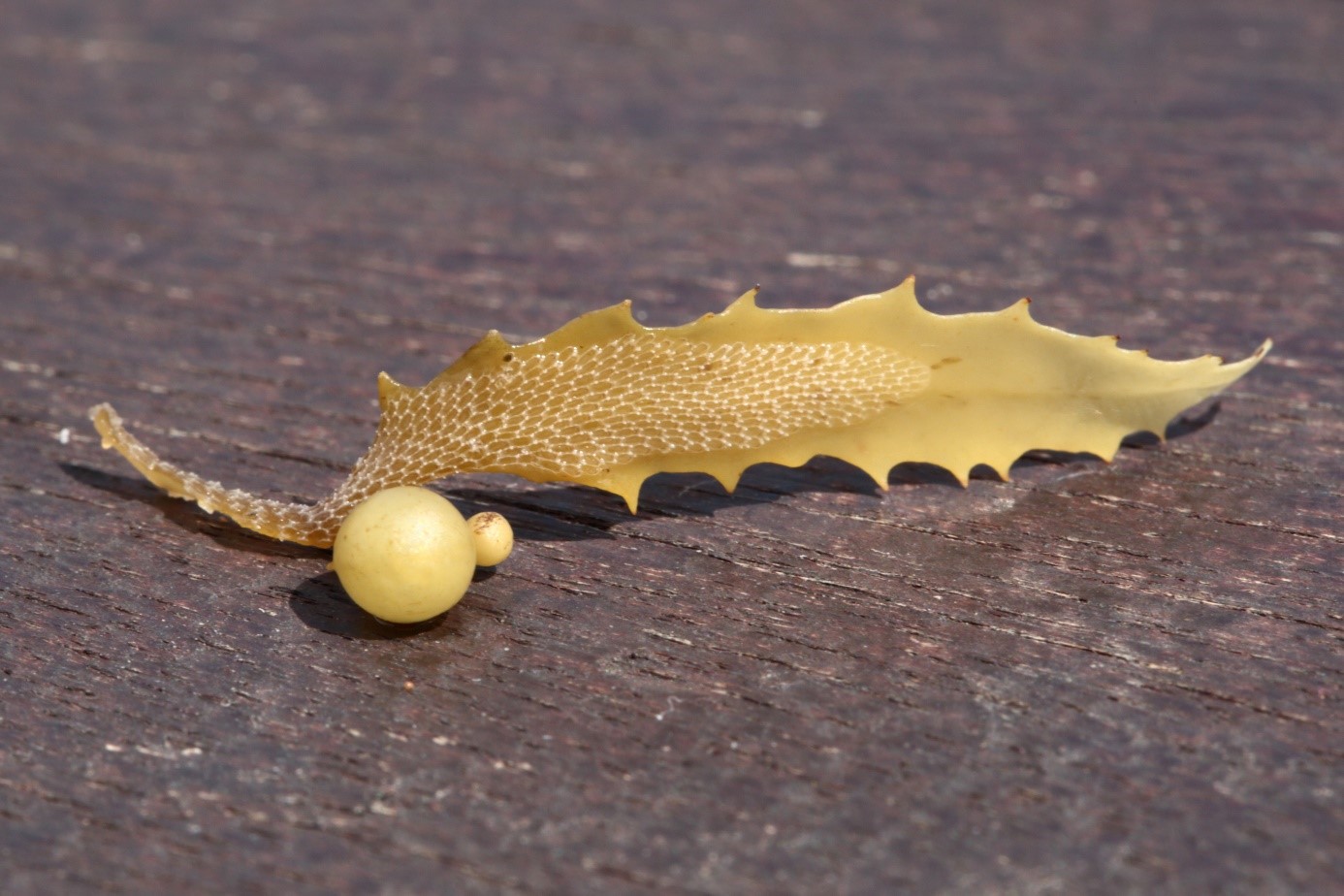 Présence de Bryozoaires sur une feuille de Sargasse. © Pascal-Jean Lopez