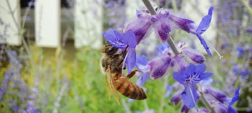 une abeille butineuse (Apis mellifera) visitant une fleur.  Crédits : Fabien Démares.