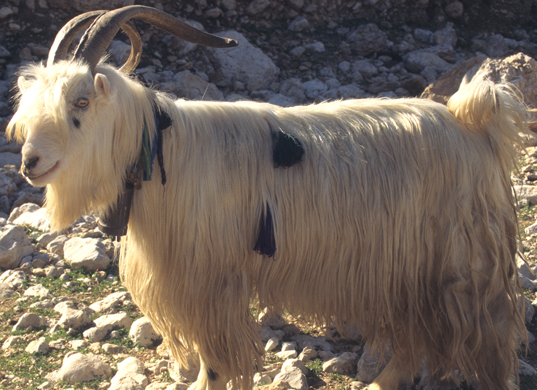 Chèvre Zagros 1996