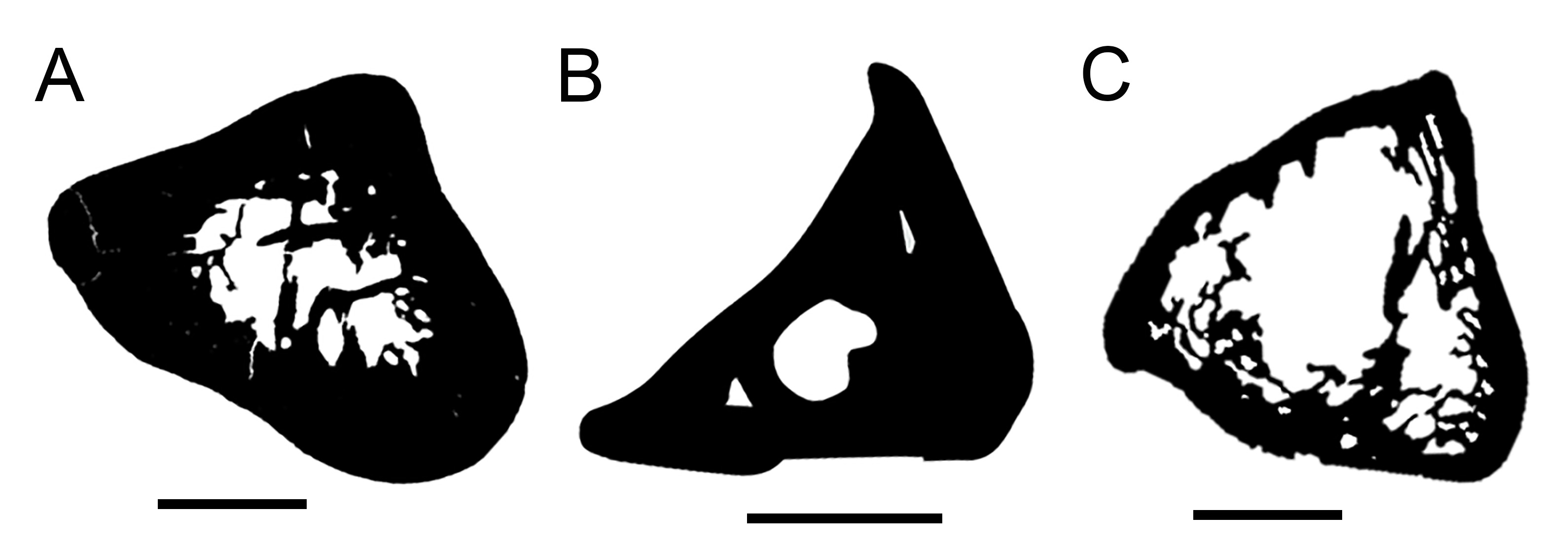 schema