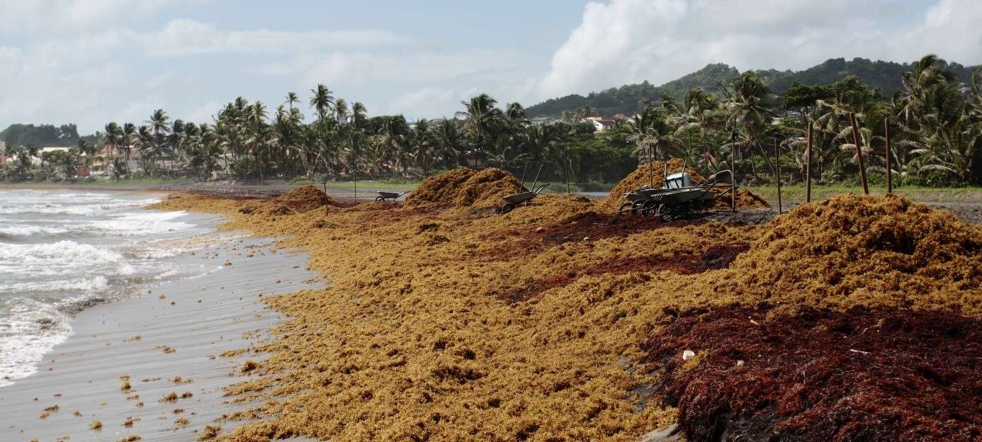 Ramassage de Sargasses sur les plages de Sainte Marie, Martinique. ©Pascal-Jean Lopez
