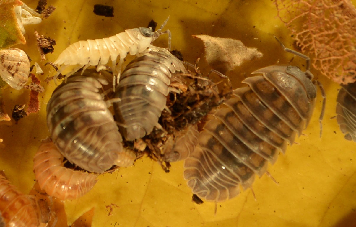 Le cloporte Armadillidium nasatum