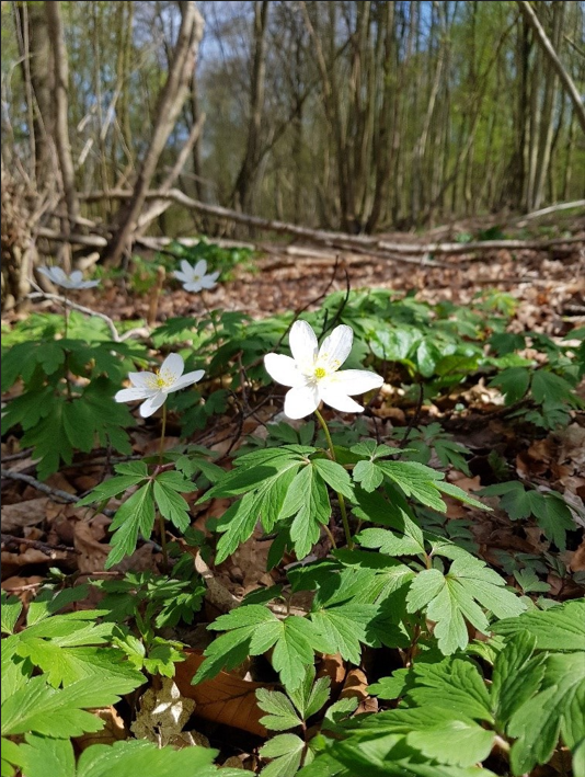 Anémone des bois