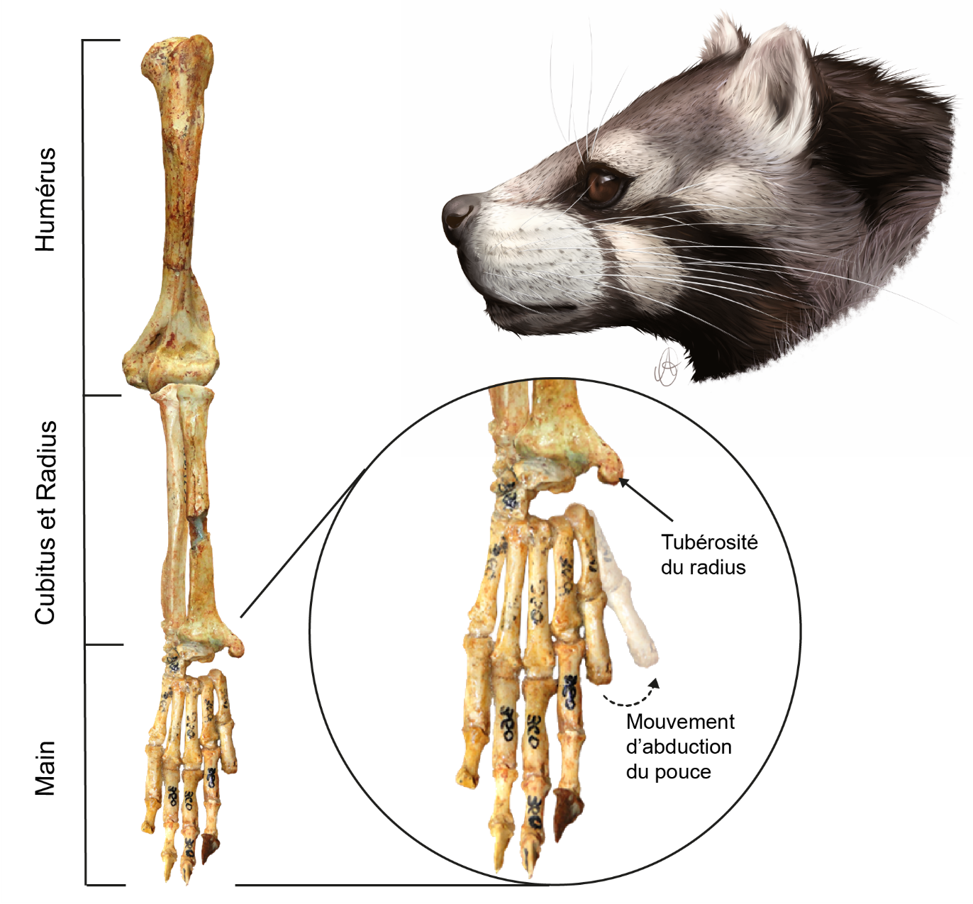 Os fossilisés du membre antérieur d’Amphicynodon leptorhynchus du site d’Itardies dans les Phosphatières du Quercy et reconstitution réalisée à partir du crâne. © Axelle Gardin, PALEVOPRIM