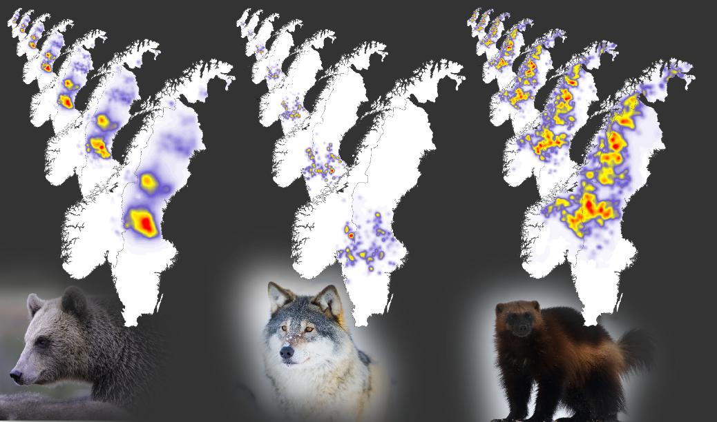Annual maps of population densities of brown bears, grey wolves, and wolverines in Scandinavia from 2012 to 2018
