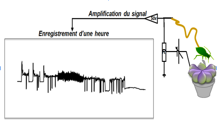 Technique d’Electropénétrophaphie (et signal associé) permettant d’étudier le comportement alimentaire des pucerons (porteur du virus ou non) sur une plante (infectée ou non)