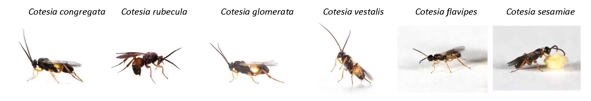 cotesia 6 especes