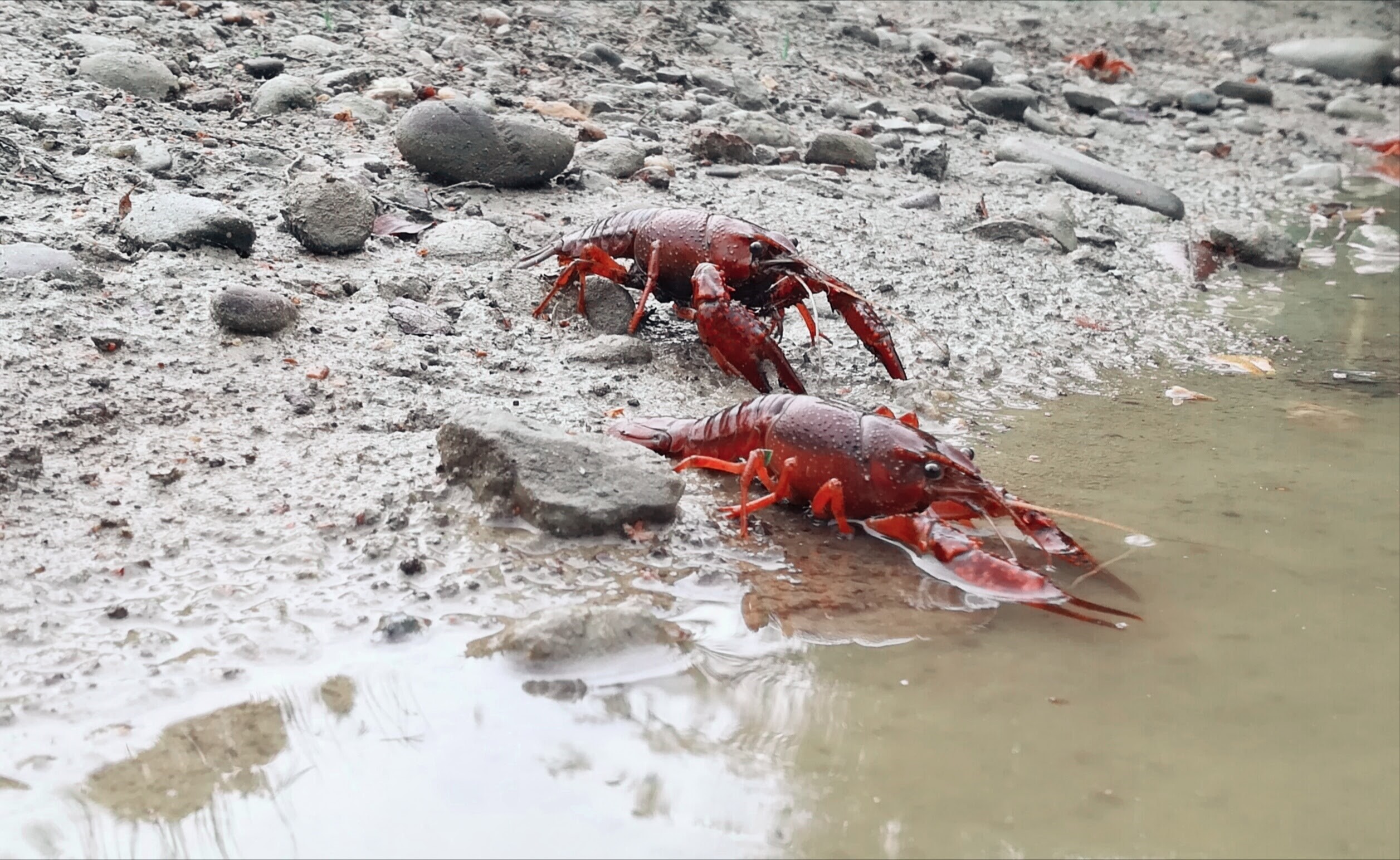 L’écrevisse de Louisiane (Procambarus clarkii