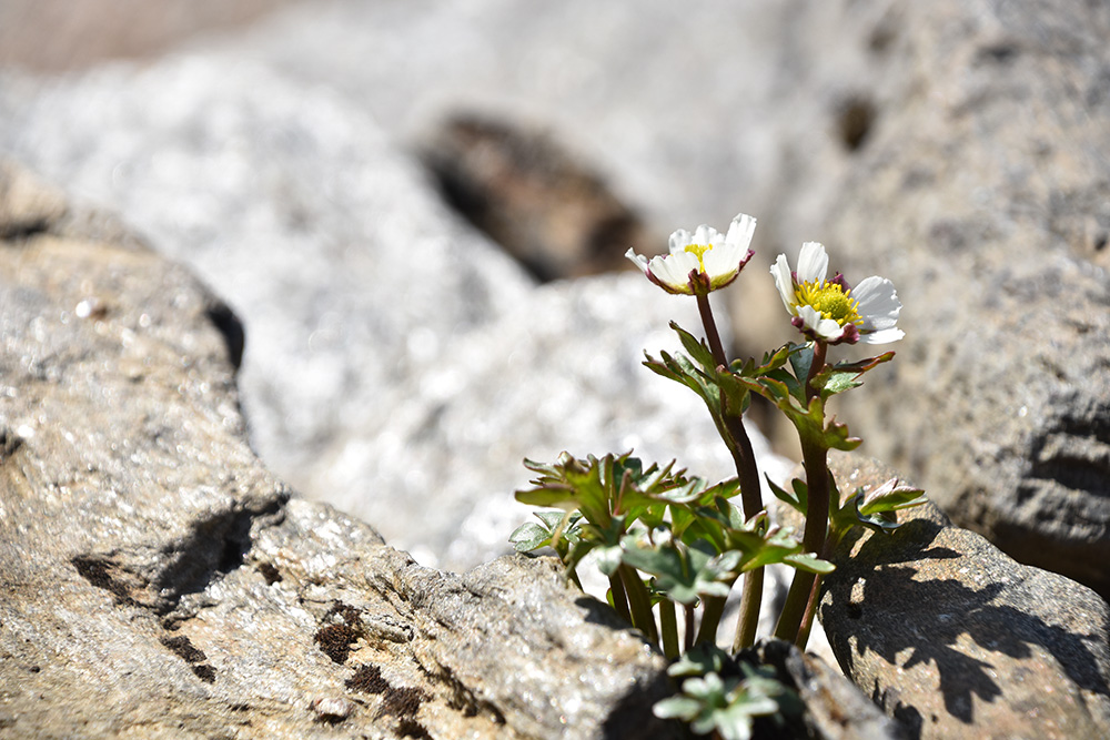 Renoncule des glaciers (Ranunculus glacialis) au Nord de la Scandinavie (Laponie). © Jonas Lembrechts