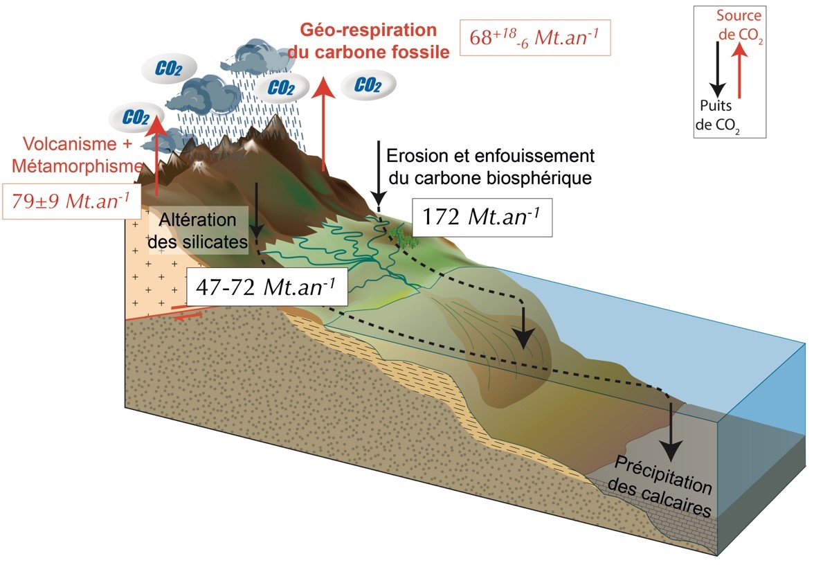 Les principaux processus et flux du cycle géologique du carbone. 