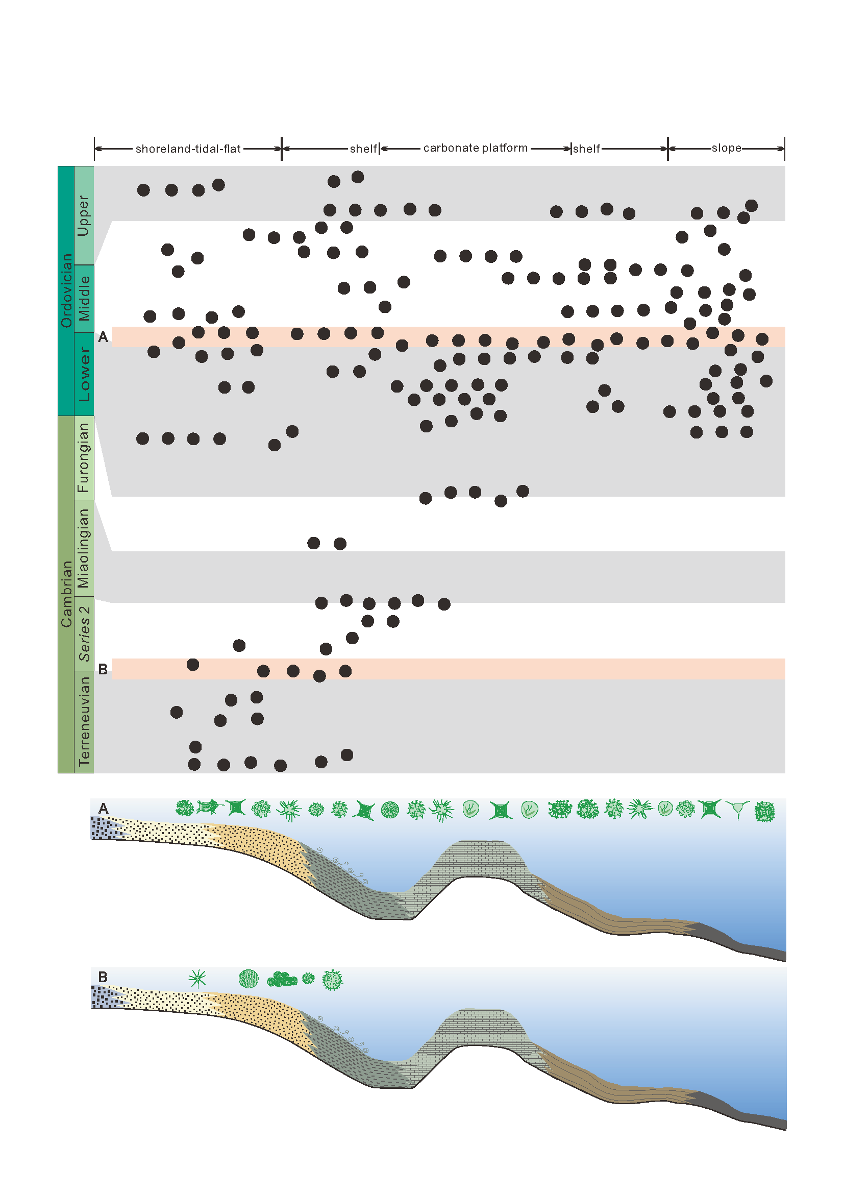 distribution des formes de phytoplancton dominant du Cambrien et de l’Ordovicien 