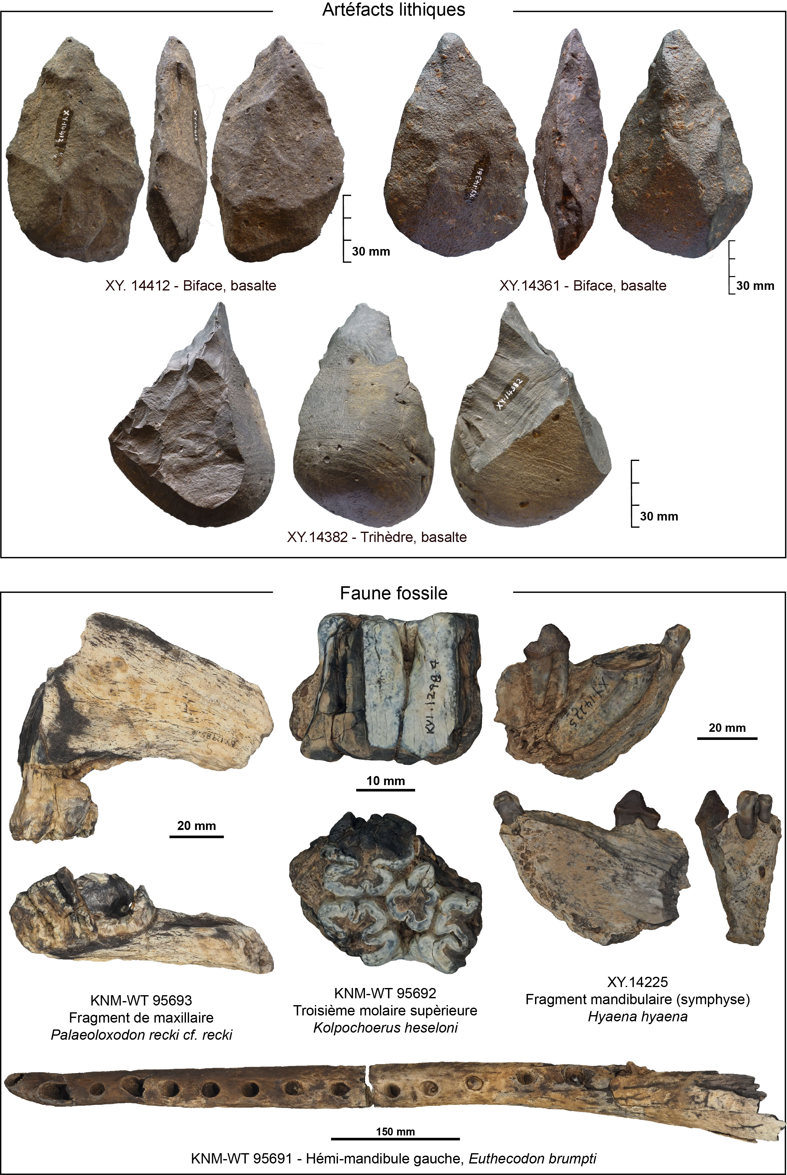 Présentation d’outils et de fossiles découverts à Kanyimagin.