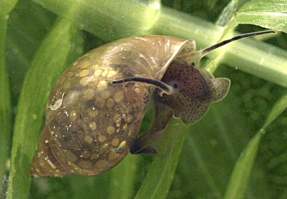 escargot