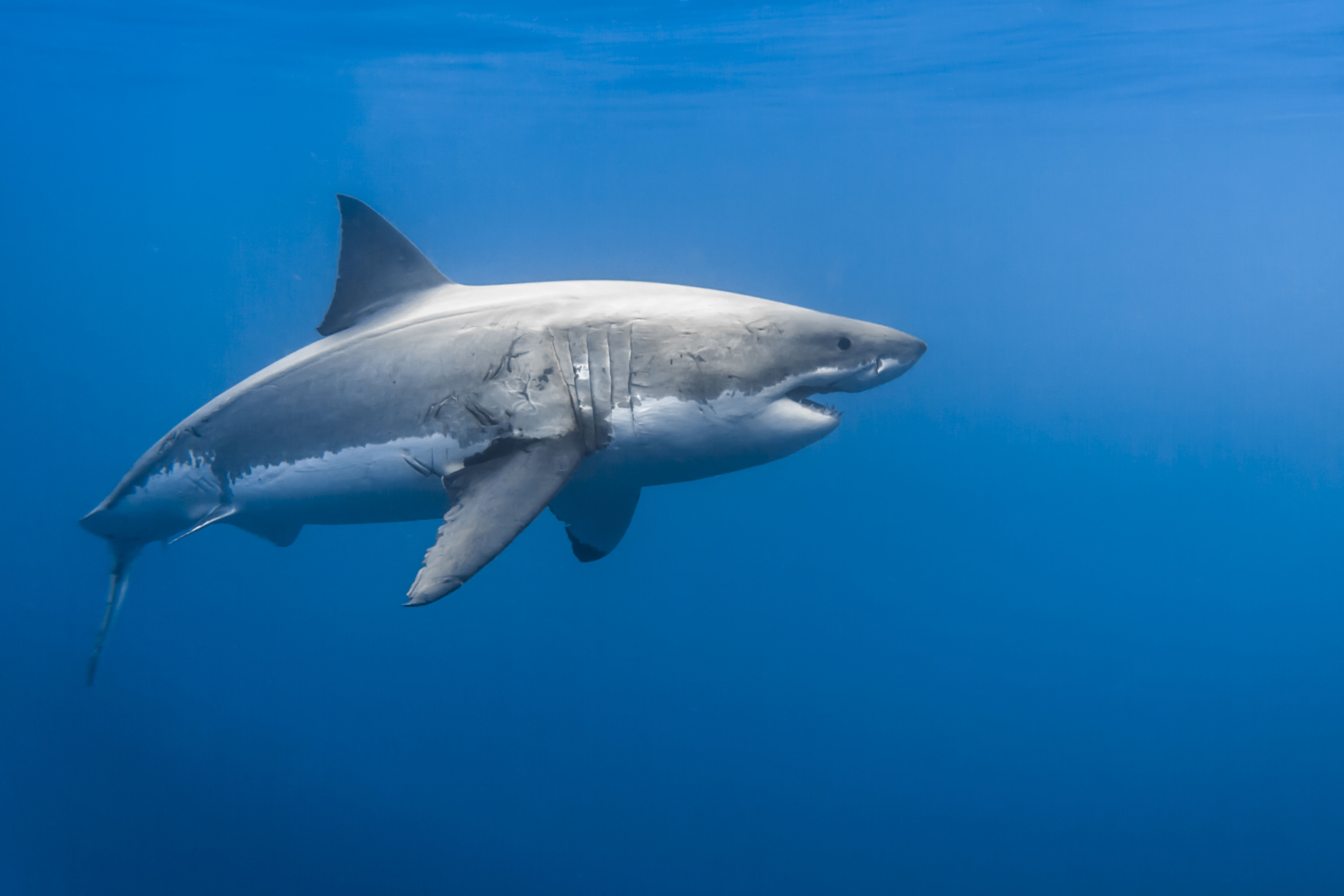 Femelle grand requin blanc