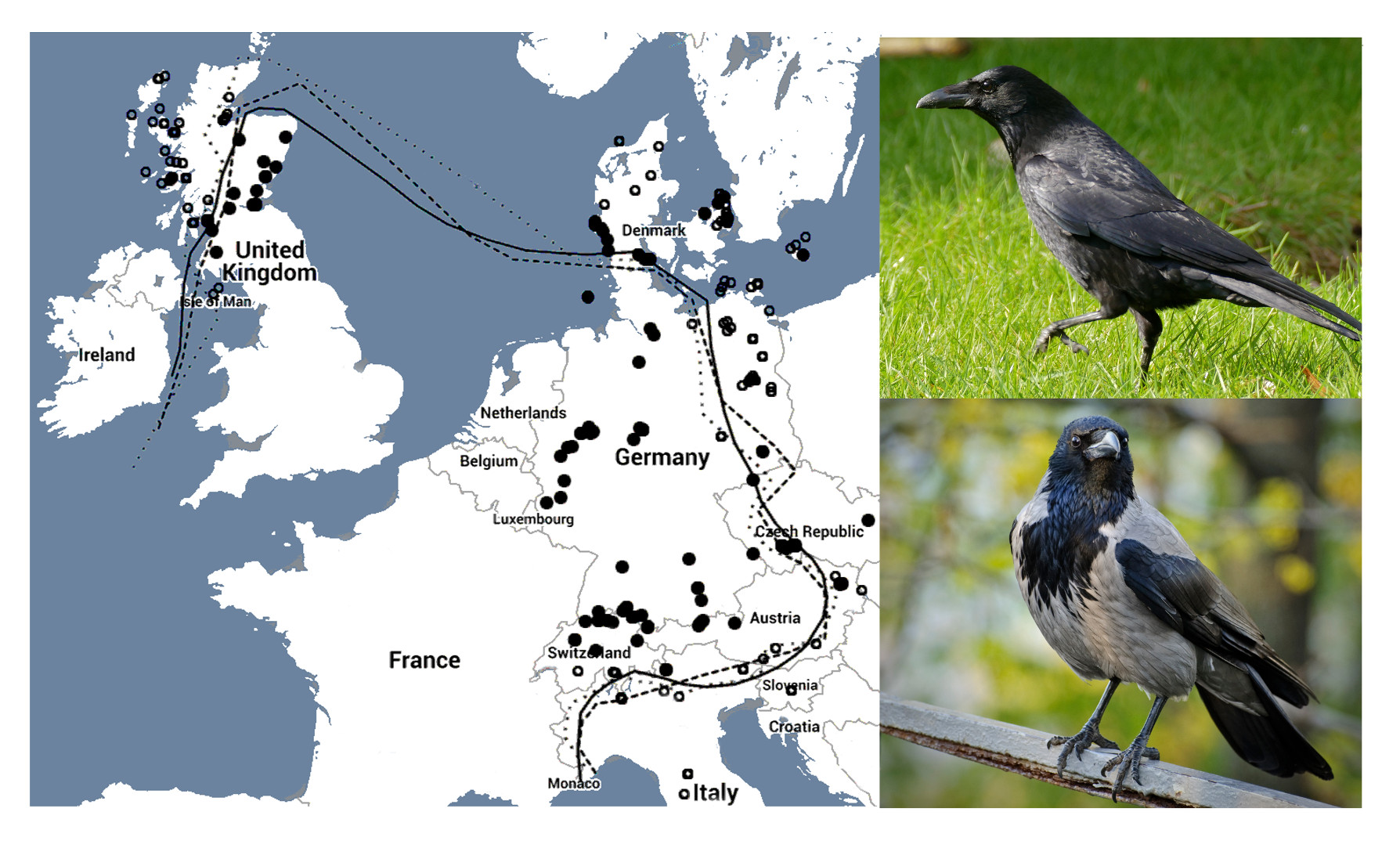 La distribution de charognes et de corneilles à capuchon en Europe, indiquée par Google Images, correspond bien à leur distribution réelle et aux zones hybrides 