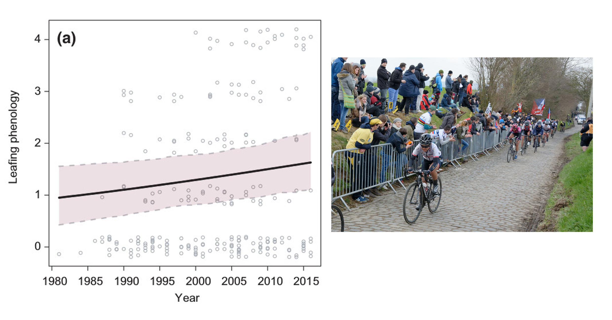 Changements phénologiques de la végétation en réponse au changement climatique identifiés par des vidéos d’archives de la course cycliste du Tour des Flandres 