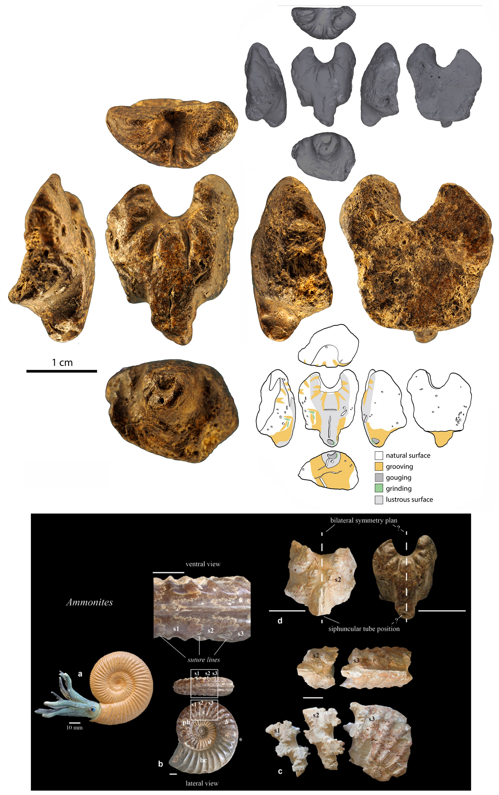 fragment d’ammonite découvert à la Grotte de Gorge (Jura) 