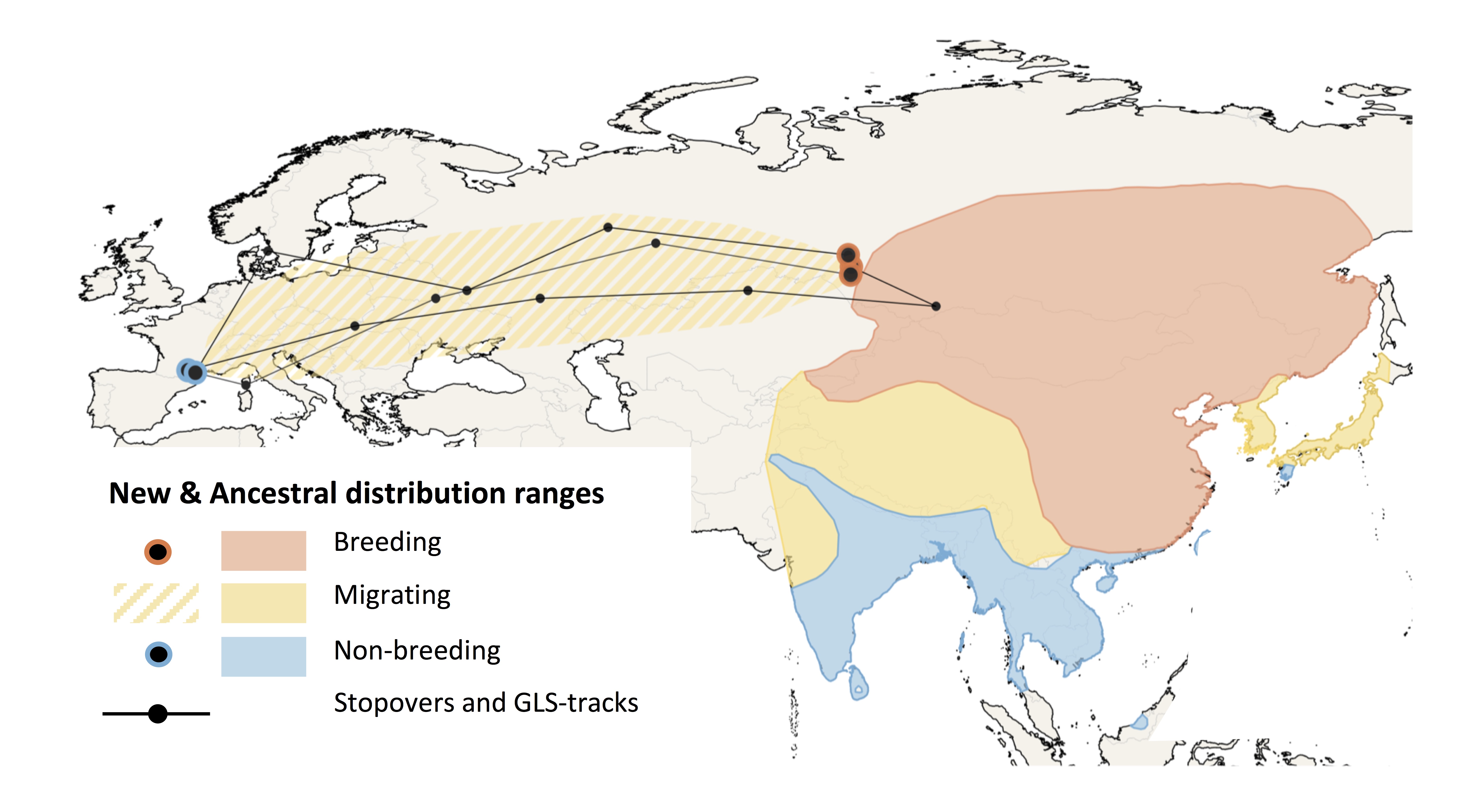 L’aire de distribution du Pipit de Richard et la nouvelle route de migration vers l’Europe illustrée par les données de géolocalisation. 