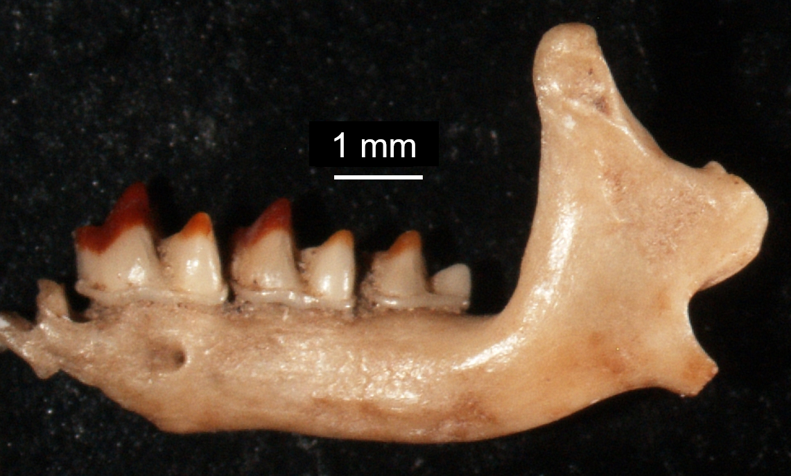 mandibule