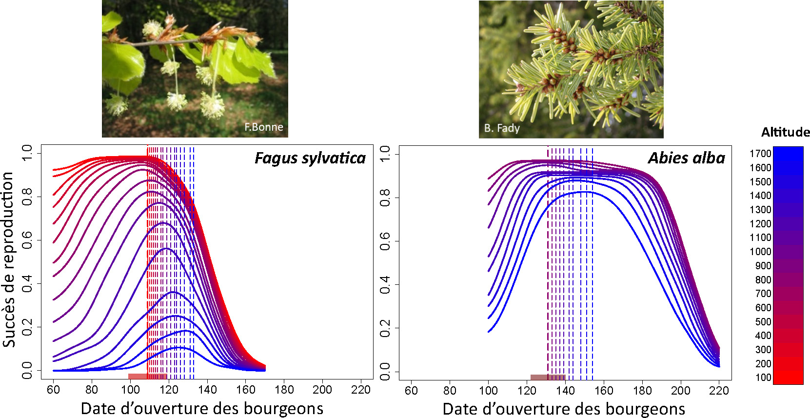 Succès de reproduction des hêtres et des sapins prédit par le modèle PHENOFIT