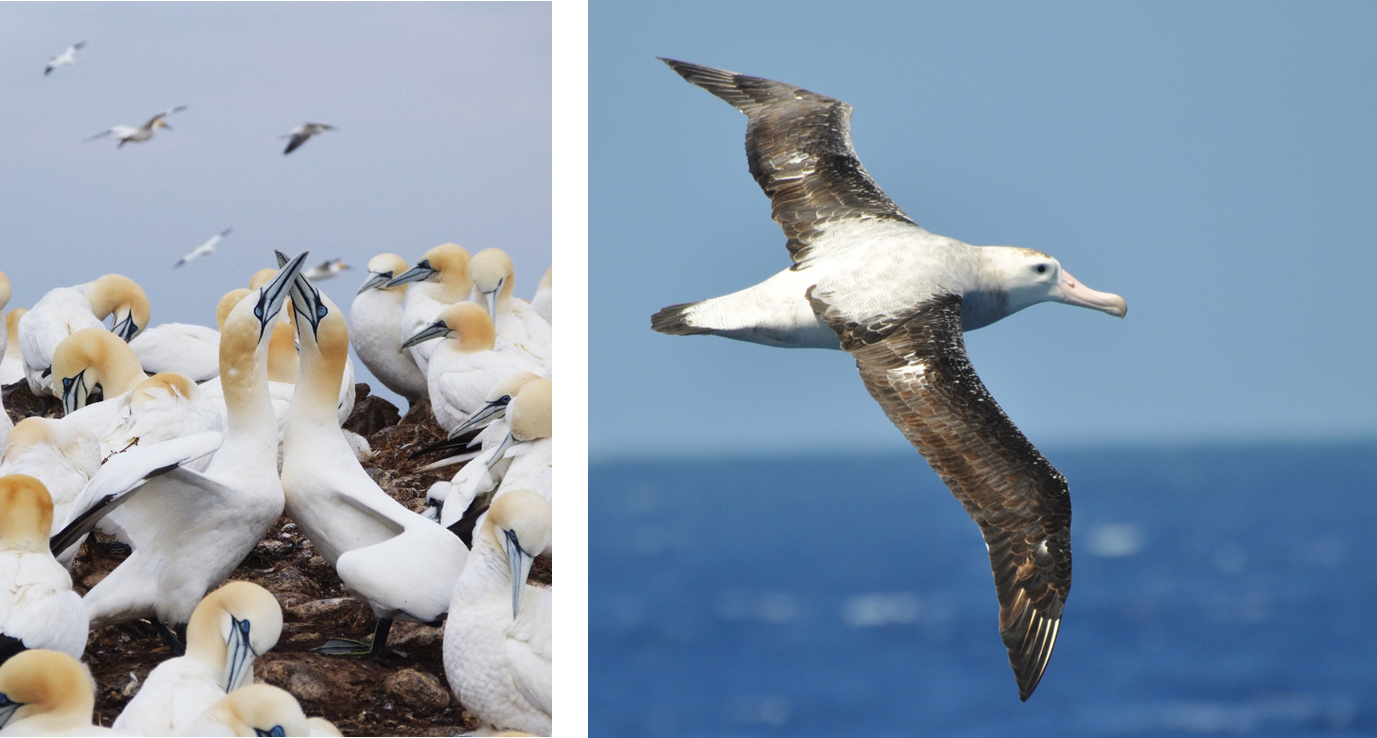 oiseaux marins