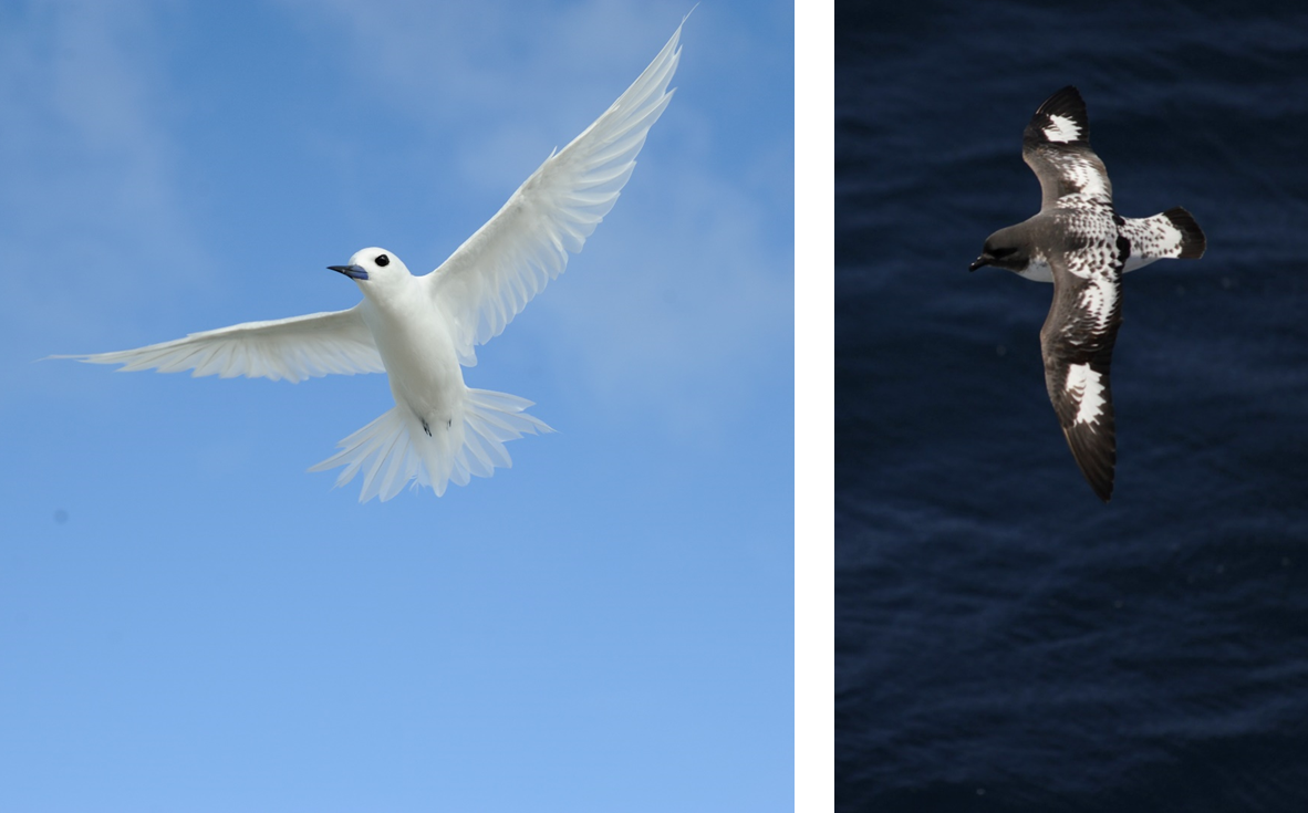 oiseaux marins