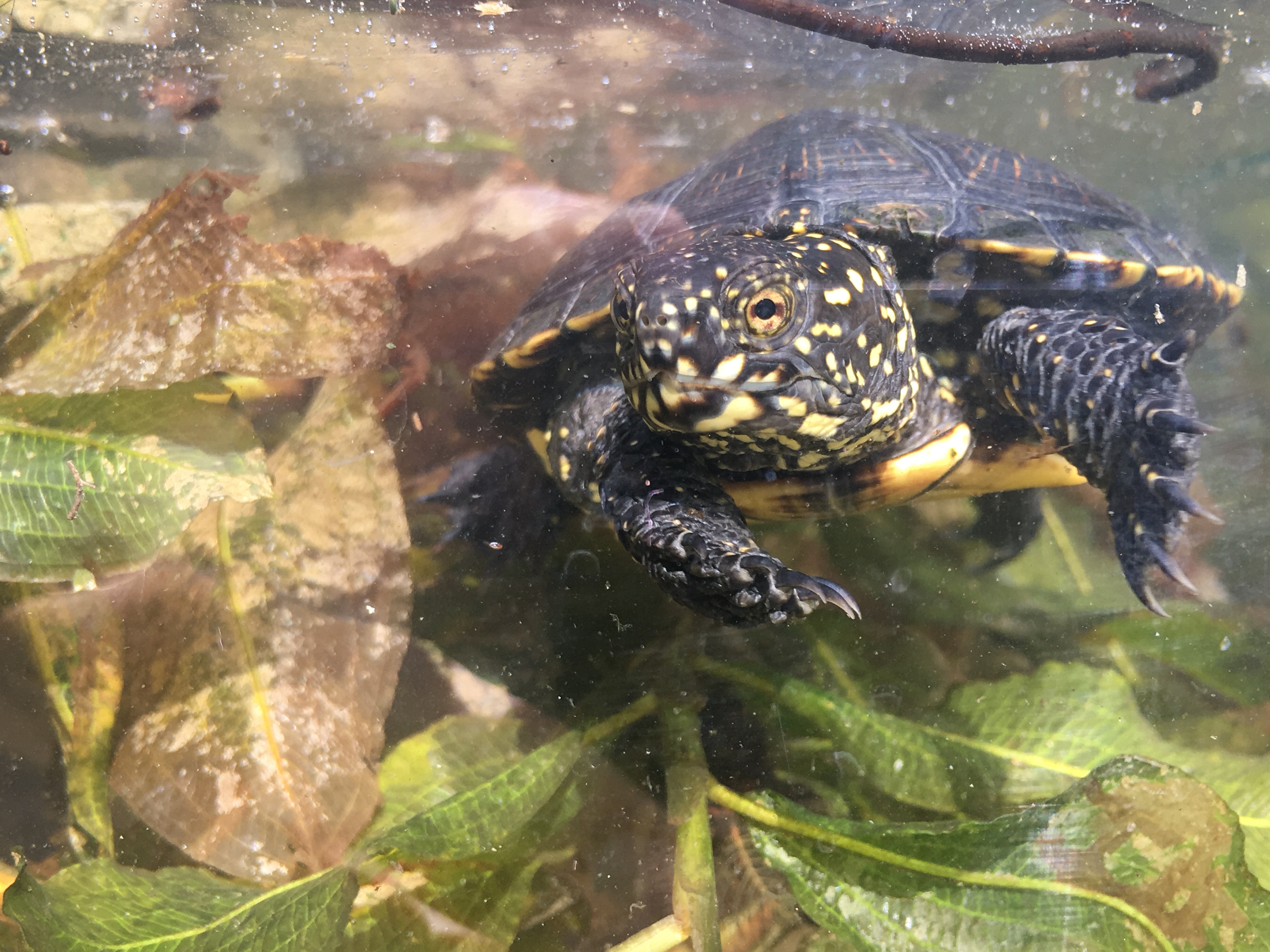 tortue
