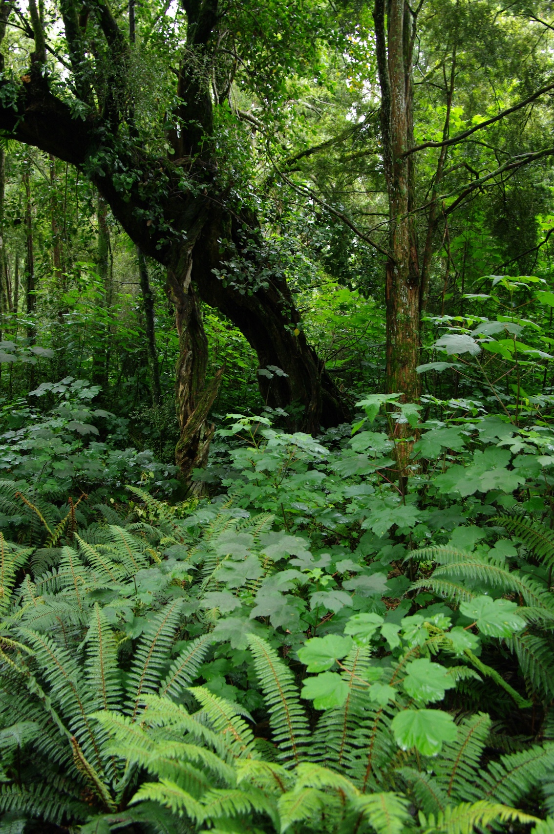 img_podocarus_sycomore