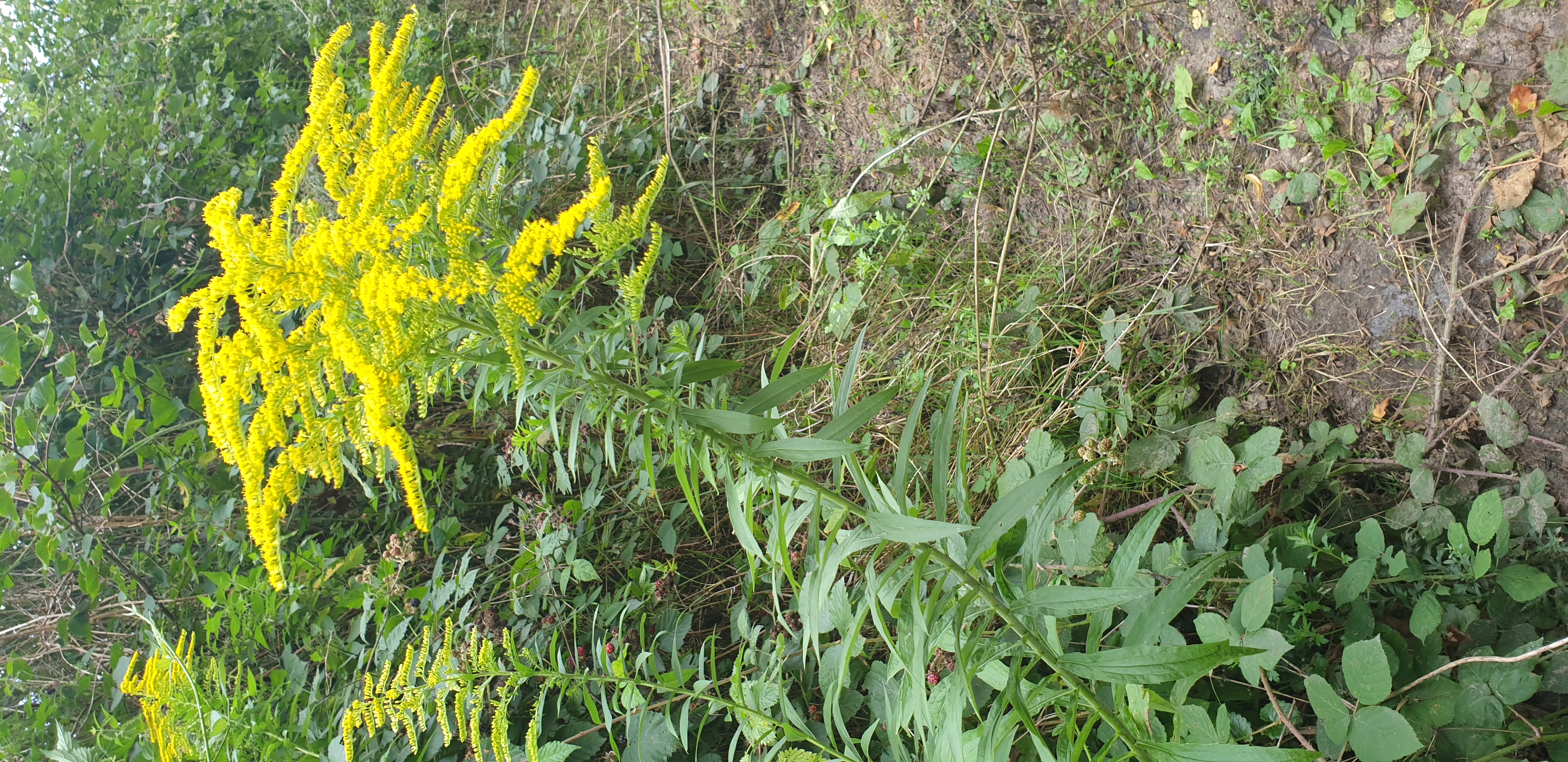 img_solidago_decocq