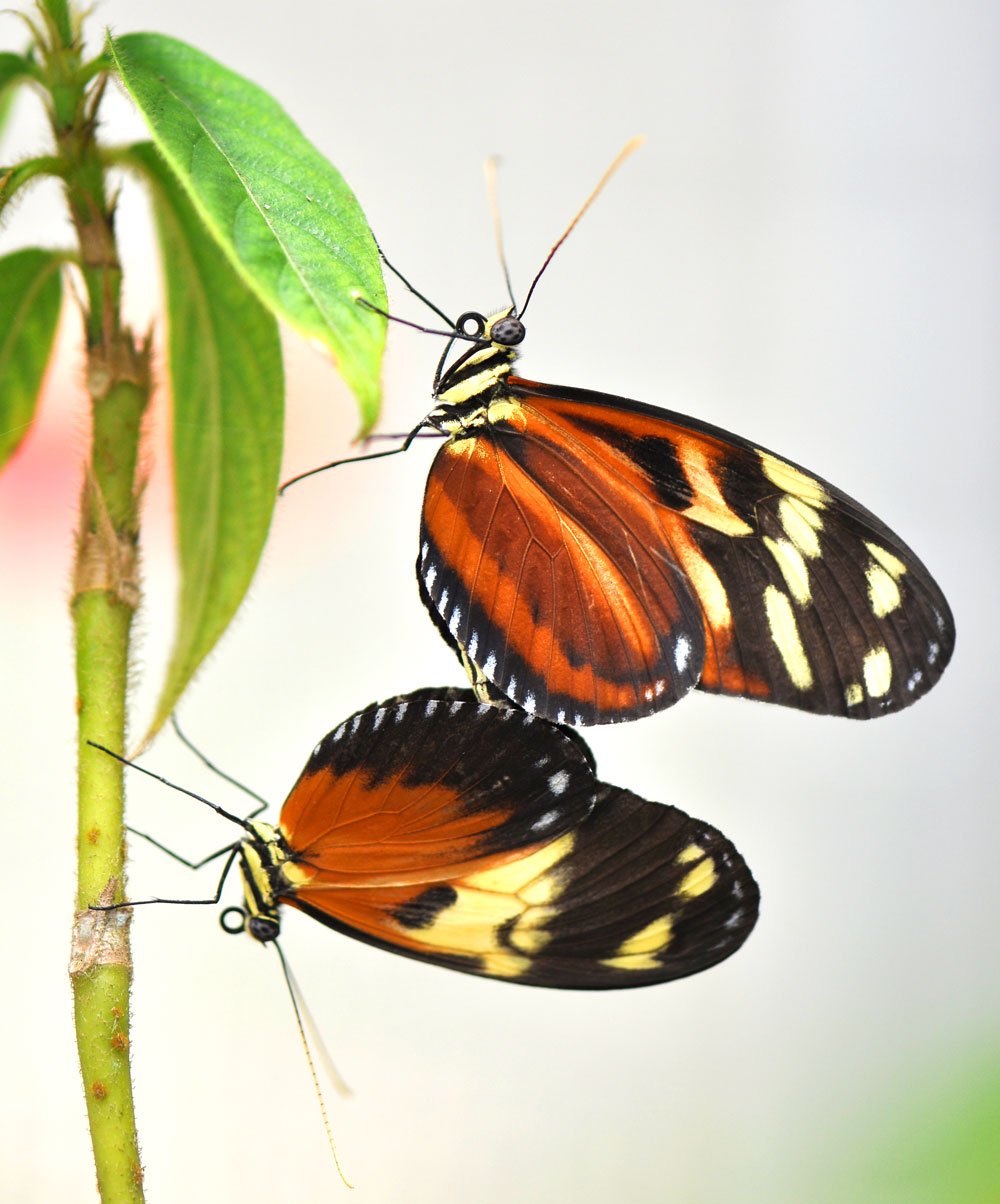 accouplement papillons