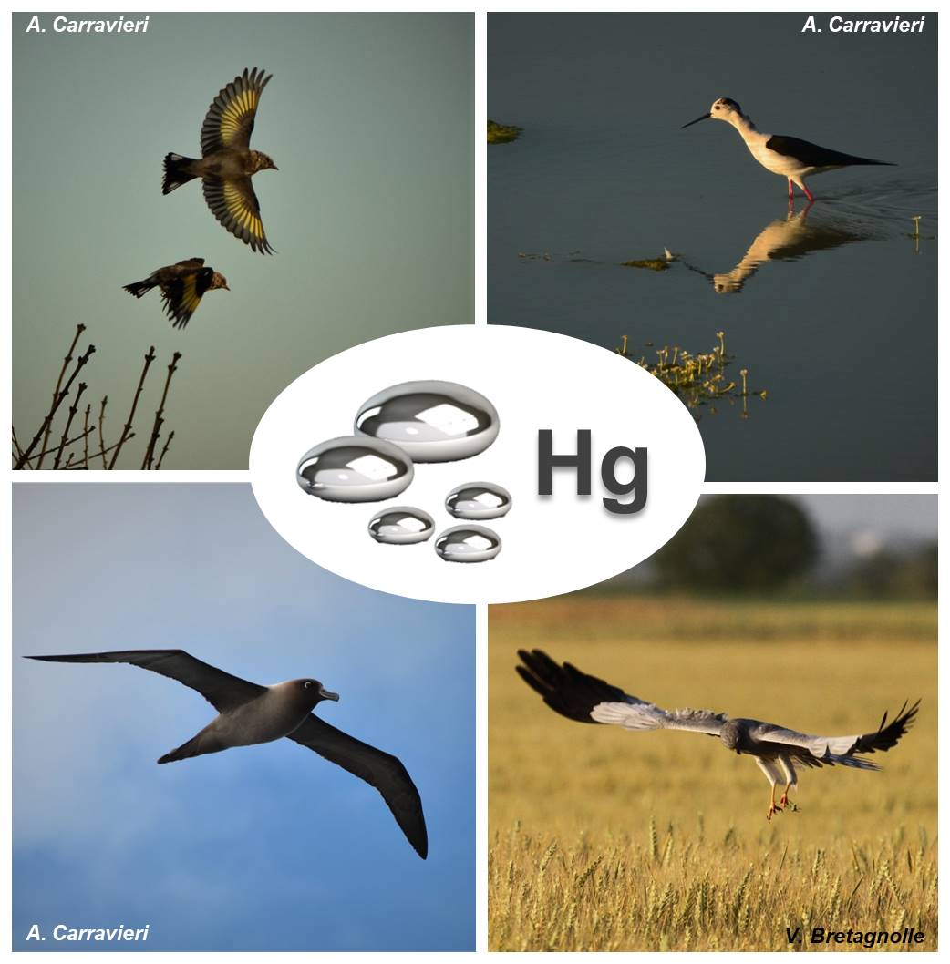 oiseaux marins