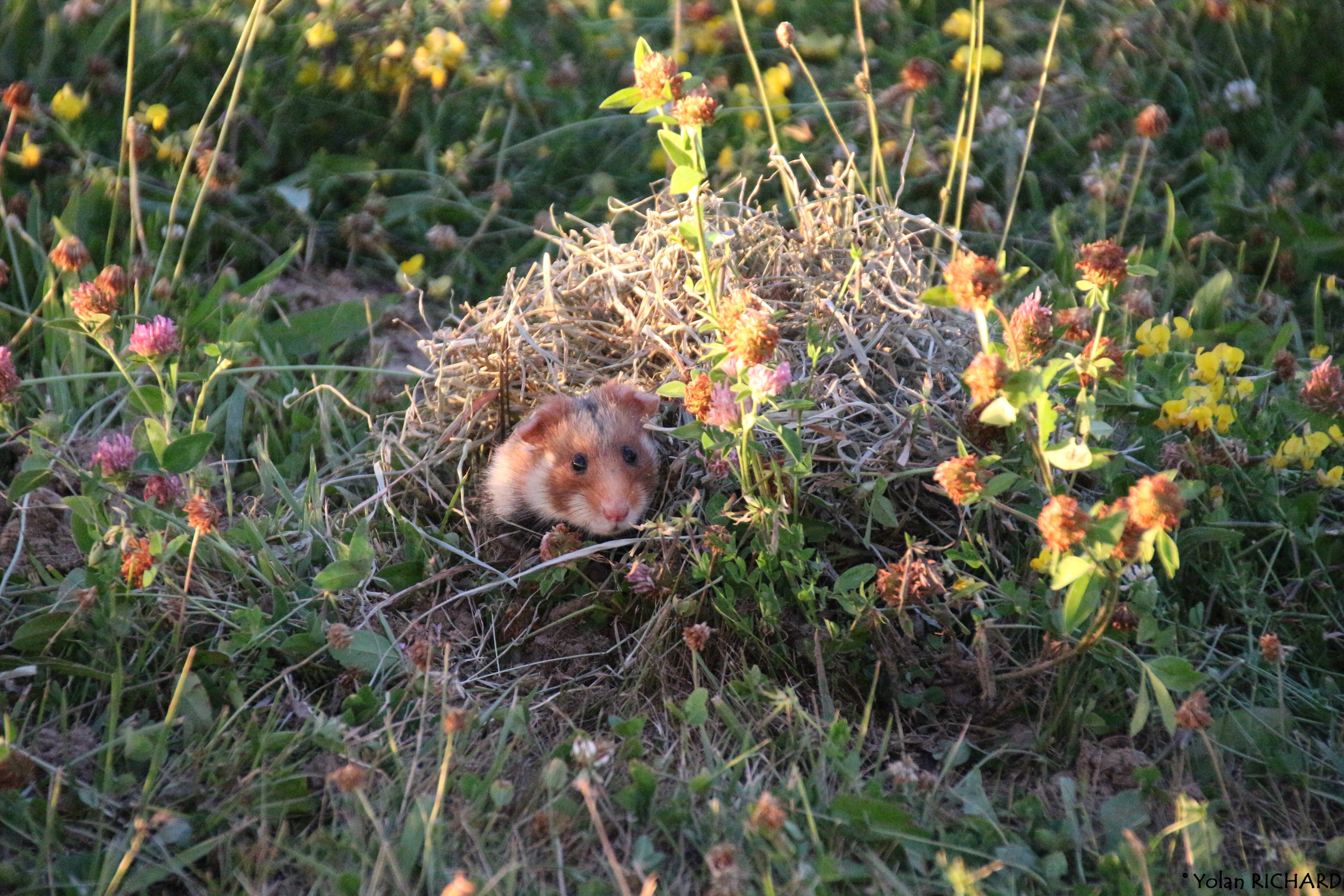 Hamster commun