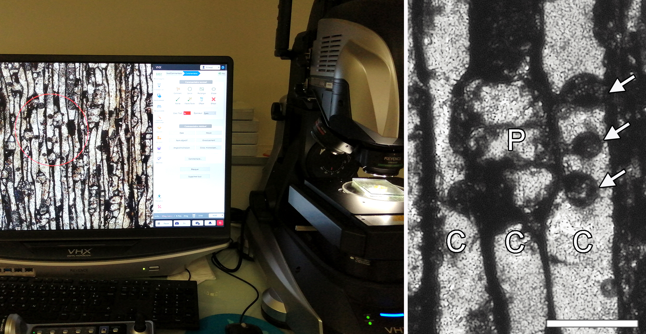 Observation au microscope d’une section longitudinale de bois fossile 