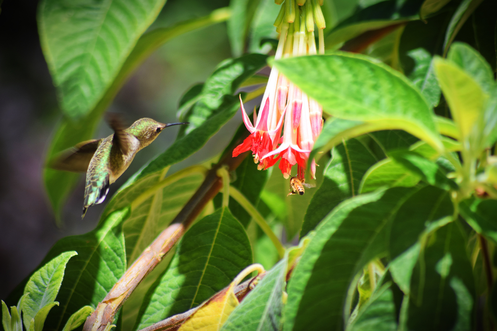 Deux pollinisateurs, une abeille et un colibri, se disputent une fleur.