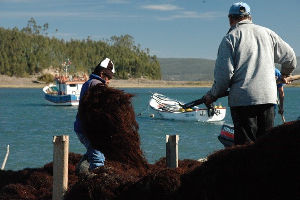 La collecte des Agarophyton dans la ferme de Tubul