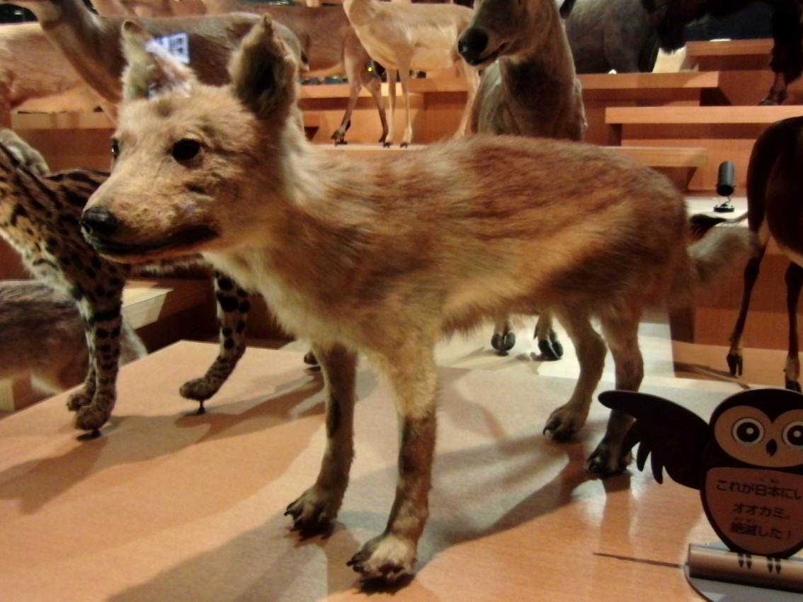 le loup Honshu, ou okami