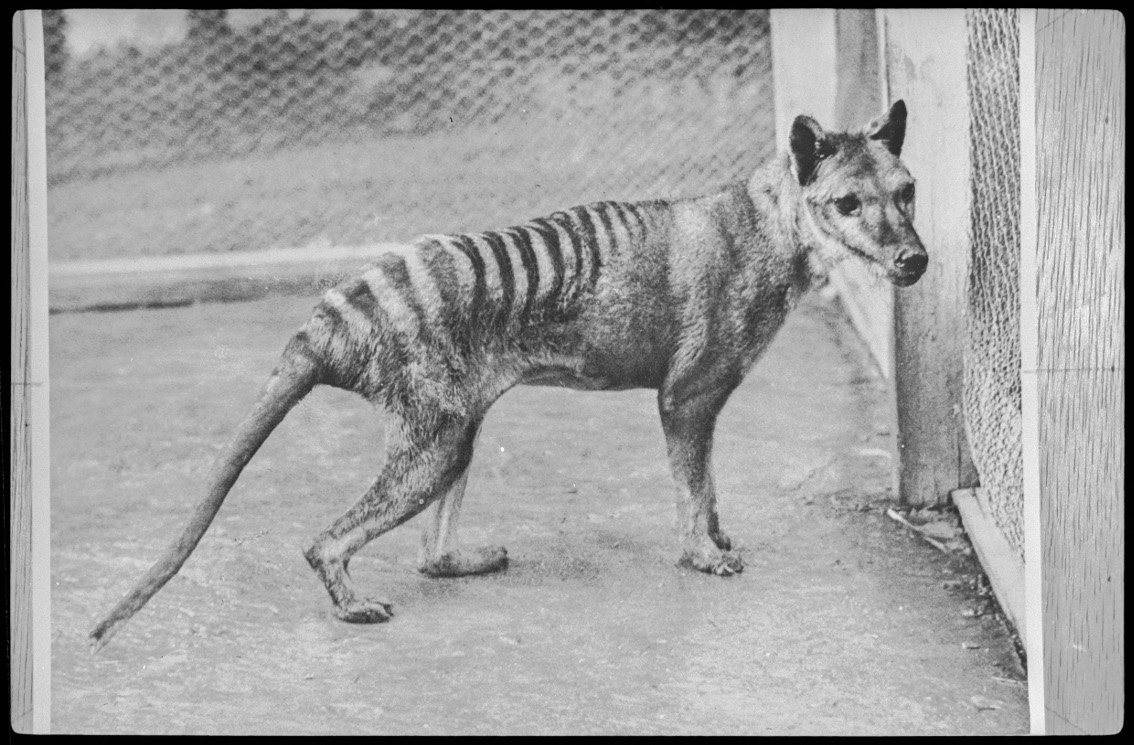 Le thylacine 