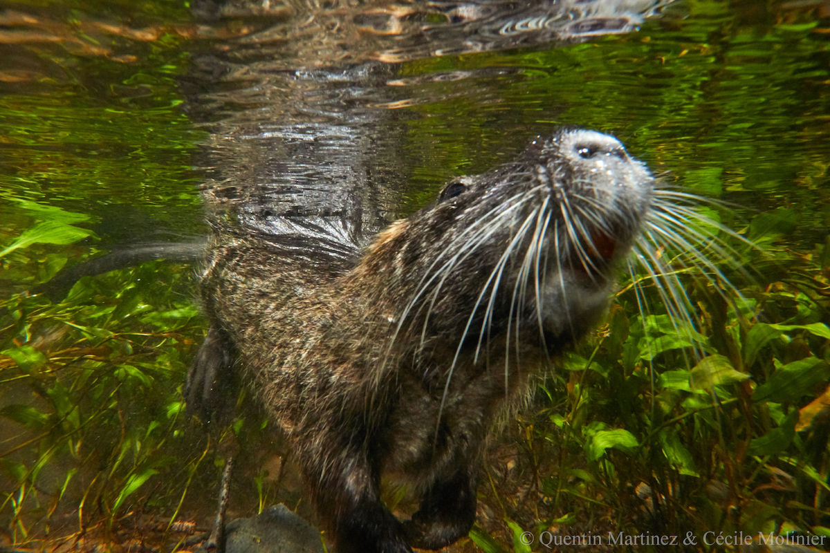 Un ragondin (Myocastor coypus) plongeant sous l’eau.