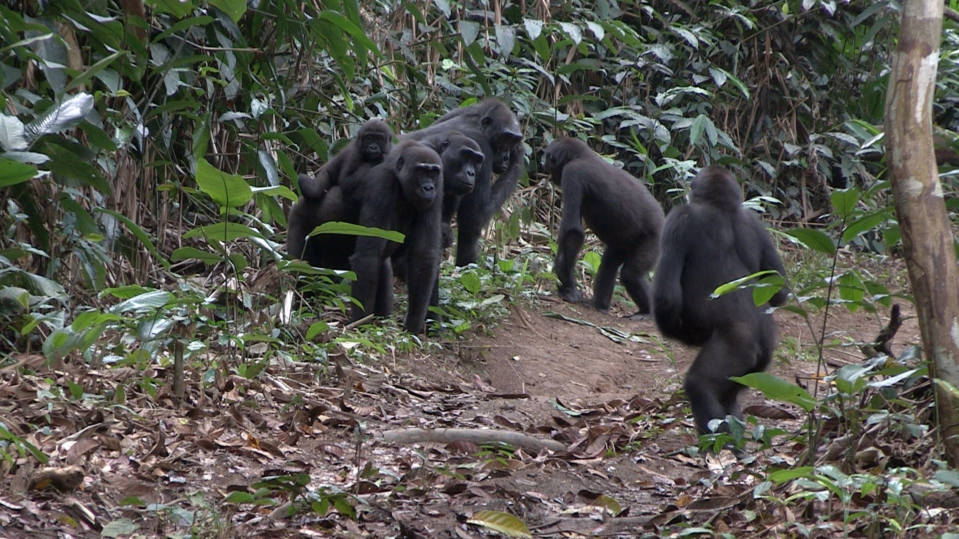 Rencontre de jeunes gorilles de différents groupes en forêt de Ngaga, Congo (© Germán Illera)