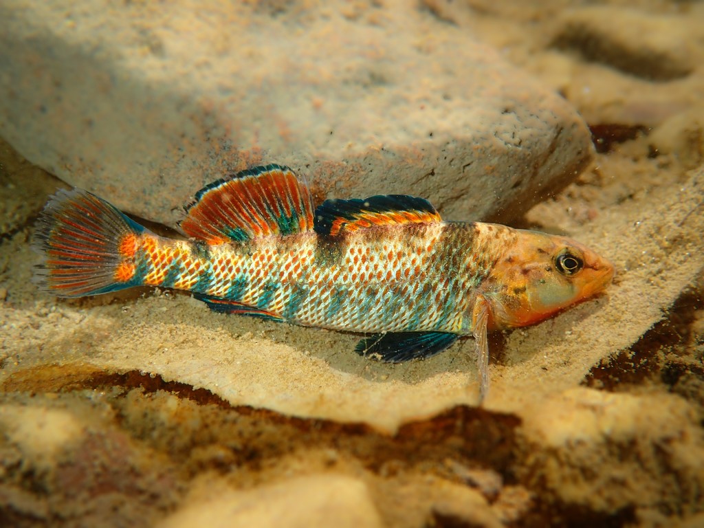 Photo Etheostoma caeruleum