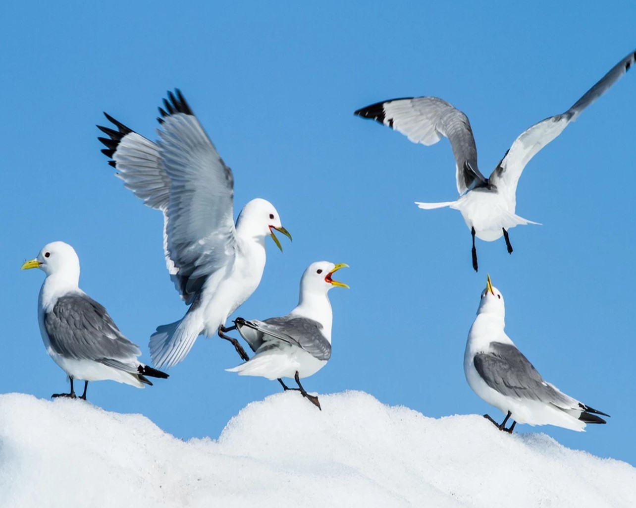 Mouettes tridactyles