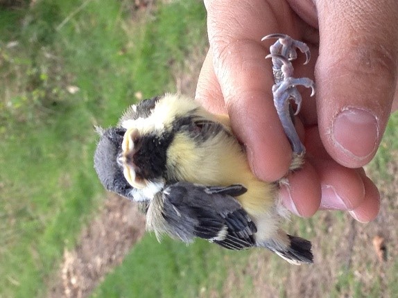 Mésange charbonnière