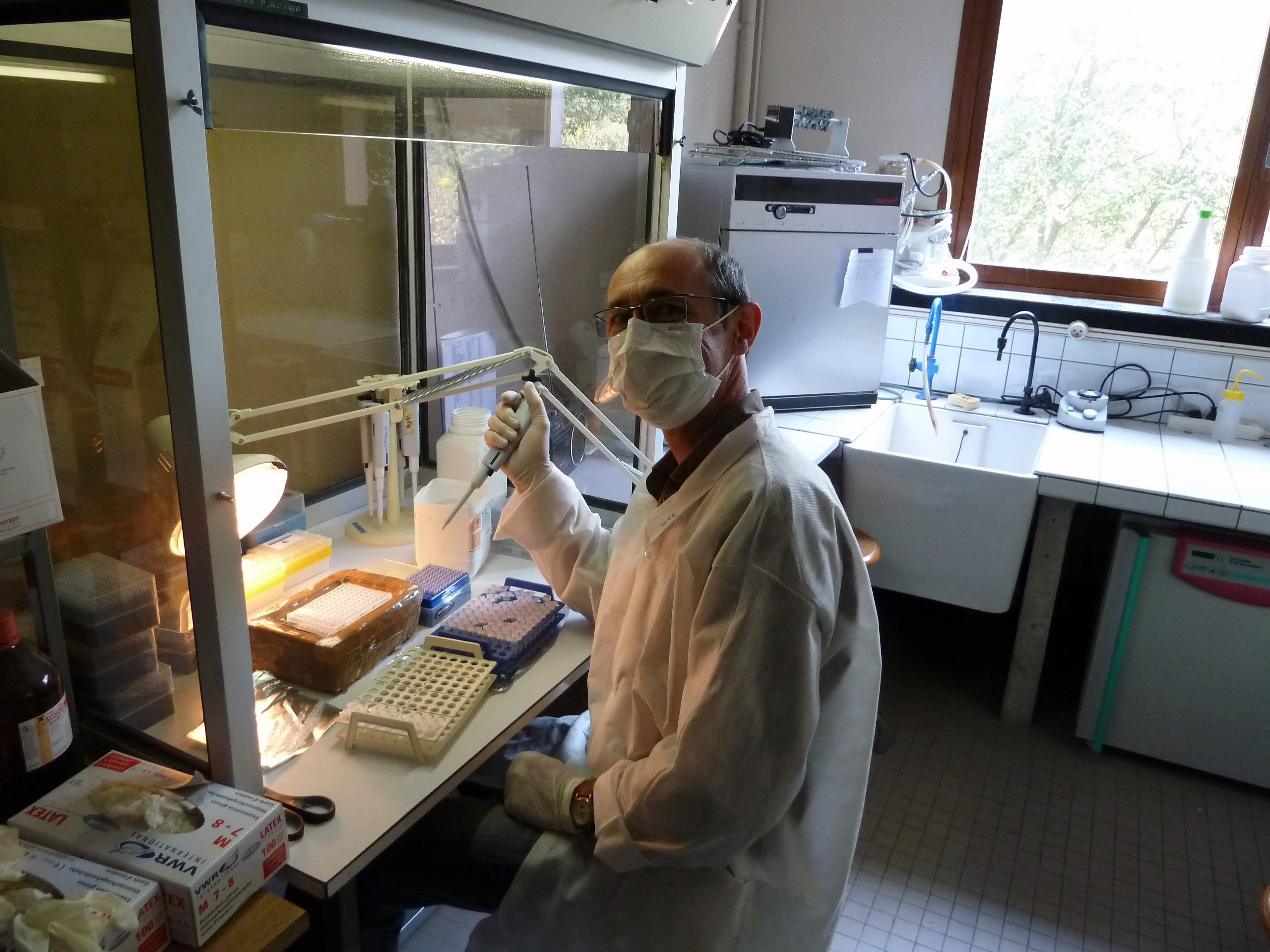 Extraction d'ADN de gorilles sur la plateforme d'écologie moléculaire d'ECOBIO, avec Dominique Vallet à la station biologique de Paimpont (© Pascaline Le Gouar)