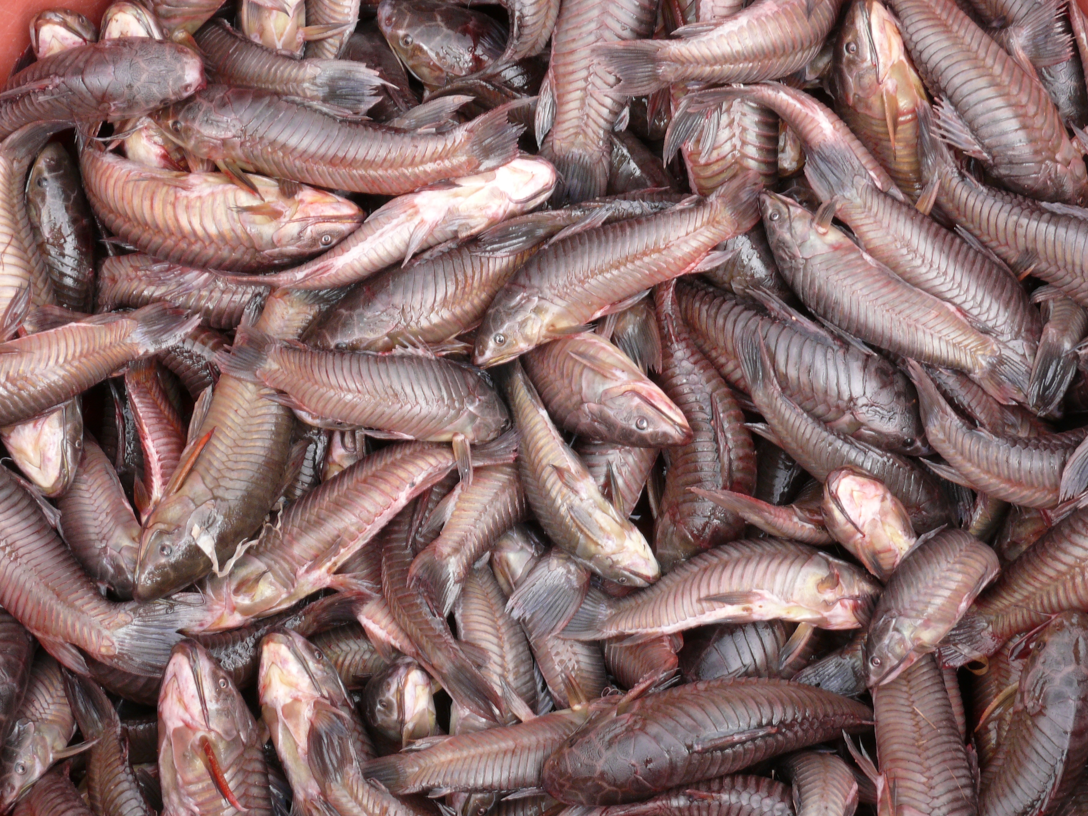 Poissons chats