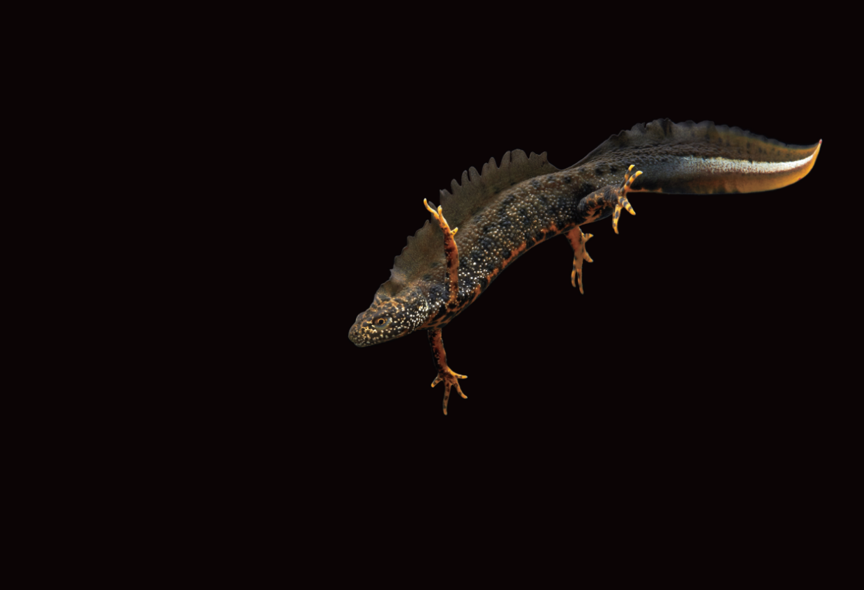 Photo salamandre 
