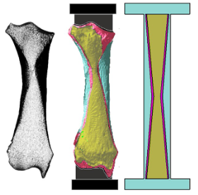 De la structure des os aux colonnes bioinspirées. Coupe de radius de rhinocéros blanc (gauche), colonne directement inspirée de l’os (milieu), colonne cylindrique bioinspirée (droite). © Chaves-Jacob, Etienne & Houssaye